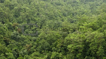 rain forest canopy seen from above