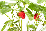 wild strawberry berries