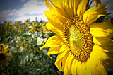 sunflower on blue sky background