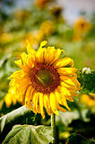 sunflower on wild field closeup