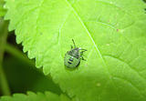 Young true bug crawling on green leaf