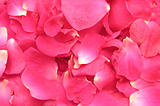 Pink petals of roses build a flowery background