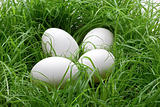 Eggs in the lawn