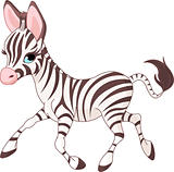 Cute  running   baby Zebra