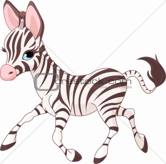 Cute  running   baby Zebra