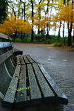 A bench in a park with foliage in Autumn