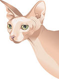 Hairless cat