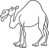 dromedary camel for coloring book