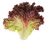  lettuce