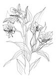 drawing alstrameriya flower