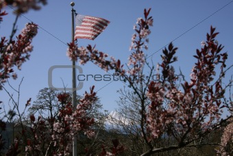 US Flag and tree blossoms and Mt Hood.