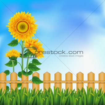 Background with sunflowers. Mesh.