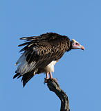 Whiteheaded vulture against blue sky