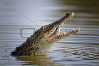 Nile crocodile swallowing fish