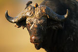 African buffalo bull portrait