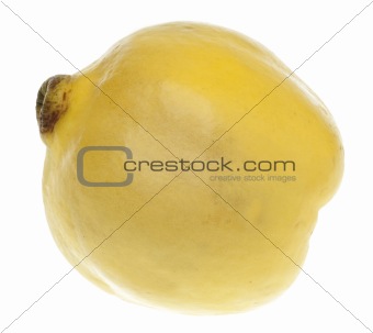 Quince Fruit Isolated