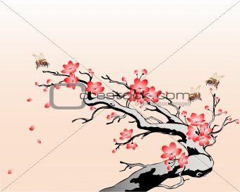 flowering cherry branch