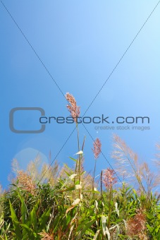 sky and grass