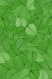Green skeletal leaves - background.