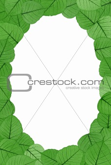 Skeletal leaves on white background - frame