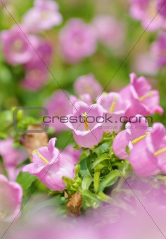 pink flowers in spring time