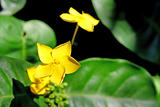 Yellow Ixora coccinea flowers