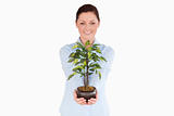 Good looking red-haired woman holding a houseplant while standin