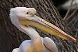 white pelican 