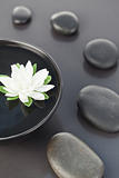 Close up of a white flower floating in a black bowl surrounded b