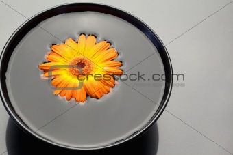Orange gerbera floating in a black bowl