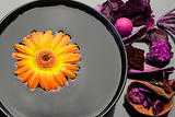 Orange gerbera floating in a black bowl and purple dry flowers