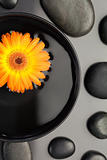 Orange flower floating in a bowl surrounded by black pebbles