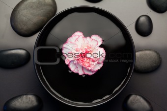 Pink and white carnation floating in a black bowl surrounded by 
