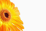 Focus on an orange sunflower