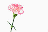 White and pink carnation
