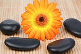 Sunflower surrounded by black stones