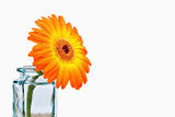 Close up of an orange sunflower in a glass flask