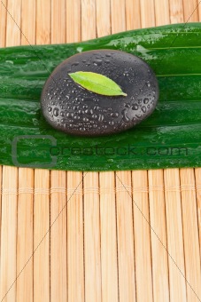 Close up of a small leaf on a black stone on a bigger leaf