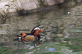Mandarin Duck Drake (Aix Galericulata)
