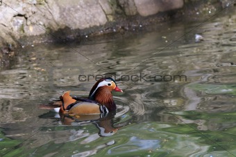 Mandarin Duck Drake (Aix Galericulata)