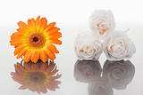 White roses and orange gerbera on a mirror