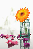 Pink petals and leaves with orange gerbera in a glass flask