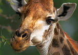 Close-up Giraffe portrait