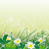 White camomiles in green grass