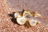 Shell on beach in waves