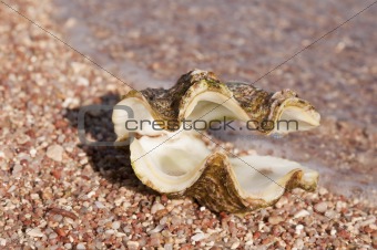 Shell on beach in waves