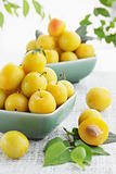 yellow damson plum 