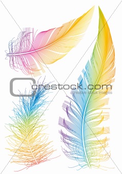 colorful vector feather