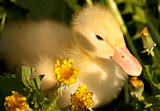 Small duckling