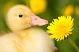 Little duckling